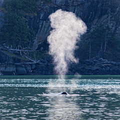 There she Blows:  Humpback whale off the coast of Victoria, Canada in May 2022. Migrating from...
