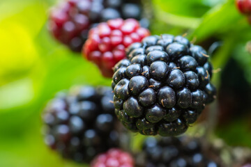 Blackberries grow in the garden. Ripe and unripe blackberries on a bush. food