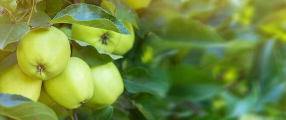 Apple tree branch with green apples on a blurred background during ripening © eliosdnepr