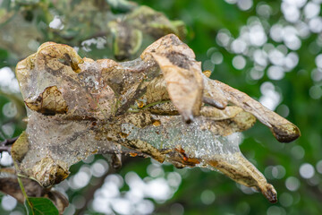 Dry plum tree branch in the web damaged by black aphids.
