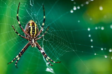 a spider in a web on a blurred natural green background. Selective focus. High quality photo