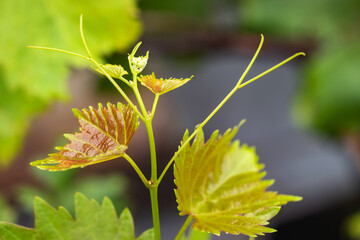 Grape leaves in vineyard background close up