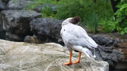 Duck bar-headed goose trims its feathers on the shore