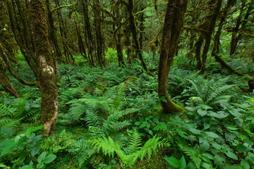 Boxwood Forest in the Camlihemsin, Simsir Tree Rize, Turkey