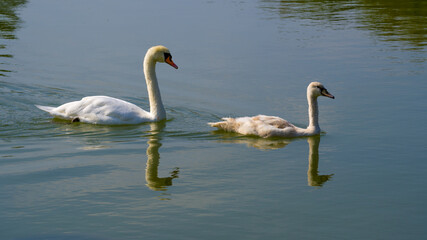 Swan with cygnet swimming on lake, symmetrically reflected on water