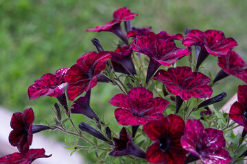 Close-up of a deep purple petunia. High quality photo