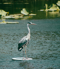 heron, bird, water, nature, wildlife, animal, egret, feather, wing, feathers,beak, water fowl, water bird, aquatic bird, bird watching, perch