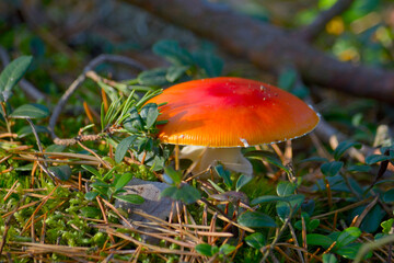Red fly agaric grows in the forest