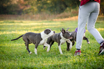 Morning walk with teenage Staffordshire Terriers in the park. Love for pets.