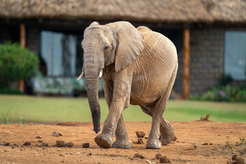 African bush elephant ambling past safari lodge