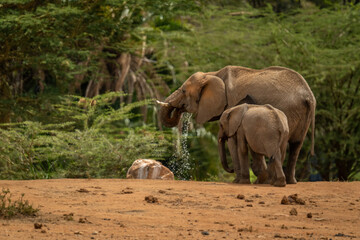 African bush elephant and calf at waterhole