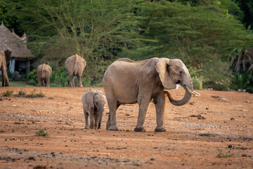 African bush elephant and calf outside lodge
