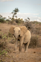 Fototapeta na wymiar African bush elephant stands on dry hillside