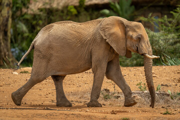 Fototapeta na wymiar African bush elephant walking past safari lodge
