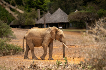 Fototapeta na wymiar African bush elephant walks near safari lodge