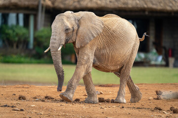 African bush elephant walking past lodge buildings
