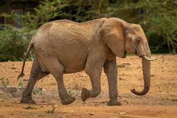 African bush elephant walks past leafy bushes