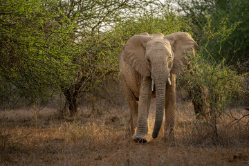 Obraz premium African bush elephant walks straight towards camera