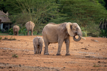 African bush elephant with calf outside lodge