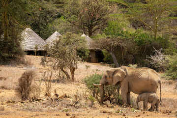 African bush elephants standing near safari lodge © Nick Dale