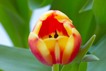 Close-up on the bud of a blooming tulip in the park.