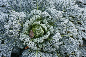 frozed vegetable in winter garden