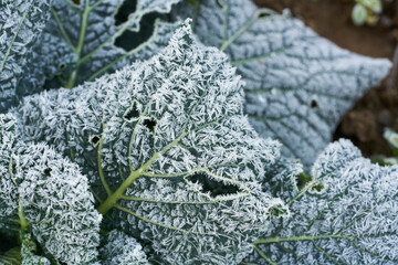 frozed vegetable in winter garden
