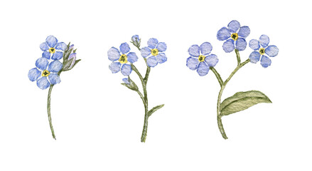 watercolor drawing spring blue flowers of forget-me-not, Myosotis sylvatica, scorpion grasses isolated at white background, hand drawn illustration