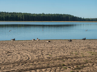 Sand beach at Strandstuvikens camping near Nykoping, Sweden with Barnacle goose birds. Shore of baltic sea bay with pine tree forest. Summer sunny morning.