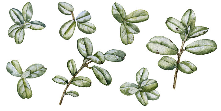 watercolor drawing green leaves and branches of lingonberry, isolated at white background, hand drawn illustration