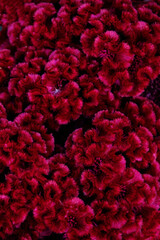 Abstract bright burgundy background with flower celosia combed closeup.