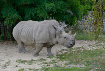 Naklejka premium White rhinoceros grazing in the meadow