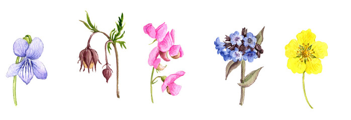 watercolor drawing wild flowers isolated at white background , hand drawn botanical illustration