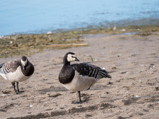 Close up couple of barnacle goose, Branta leucopsis standing in the sand and preening her wings on a summer sunny day
