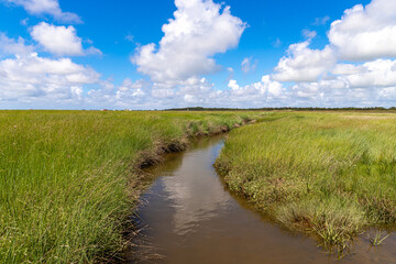 Obraz premium Priel durch die Salzwiesen bei Sankt Peter Böhl