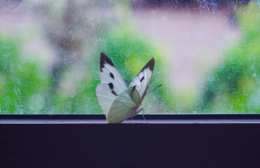 White butterflies are trapped in the window
