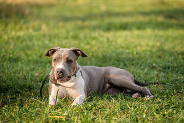 Morning walk with teenage Staffordshire Terriers in the park. Love for pets.