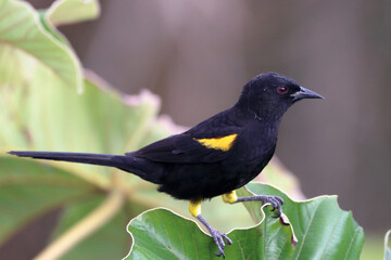 Variable Oriole (Icterus pyrrhopterus), isolated; perched on leaf, showing the yellow of the wing
