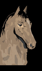 Horse, picture of a powerful stallion, in various colors and patterns