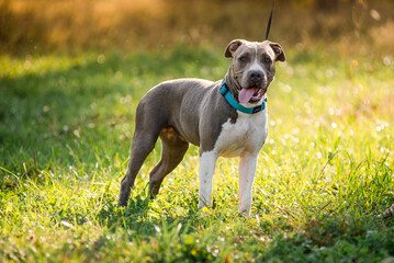 Morning walk with teenage Staffordshire Terriers in the park. Love for pets.