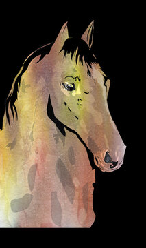 Horse, picture of a powerful stallion, in various colors and patterns