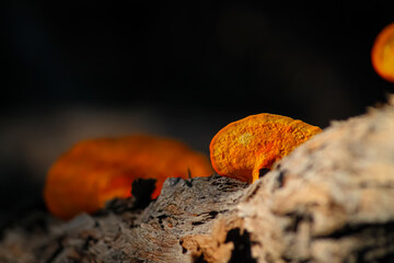 Southern Cinnabar Polypore (Polyporaceae)
