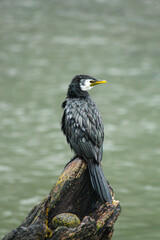 Little Pied Cormorant