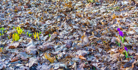 Crocus on the forest floor with foliage and grass Germany.