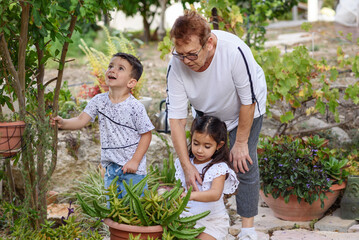 Two Kids Help Their Grandmother Care Local Garden. A Family In A Garden In The Backyard. Senior Woman Teaching Grandchildren How To Care For A Plant.