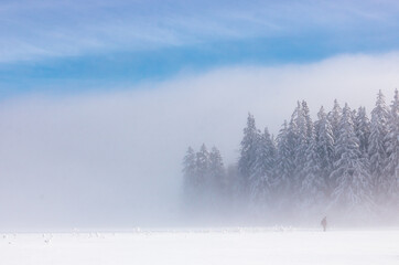 silhouette de skieur dans la brume sur une piste près de sapins