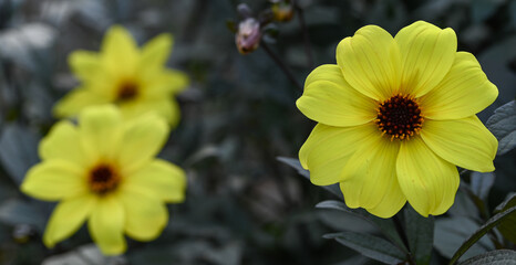 Beautiful close-up of a dahlia