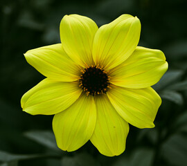 Beautiful close-up of a decorative dahlia