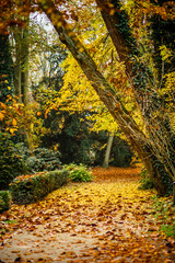 Ścieżka w Arboretum w Kórniku jesieną. 