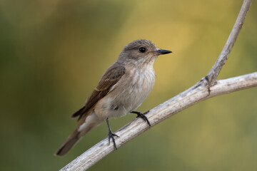 Spotted flycatcher sitting on a branch